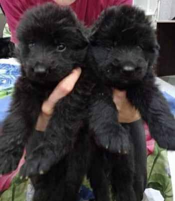 black German Shepherd long coat pair Age 2 month for sale