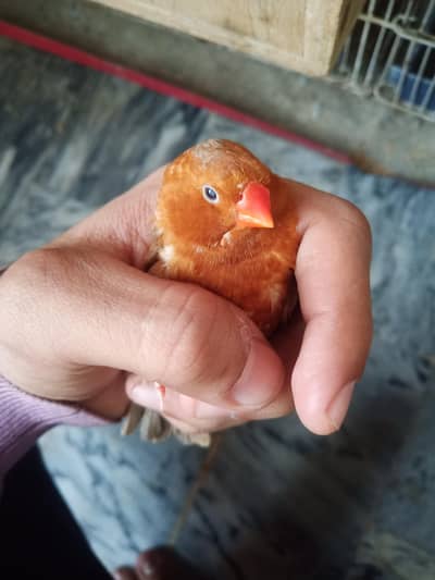 full orange half orange available 033 528 55 080