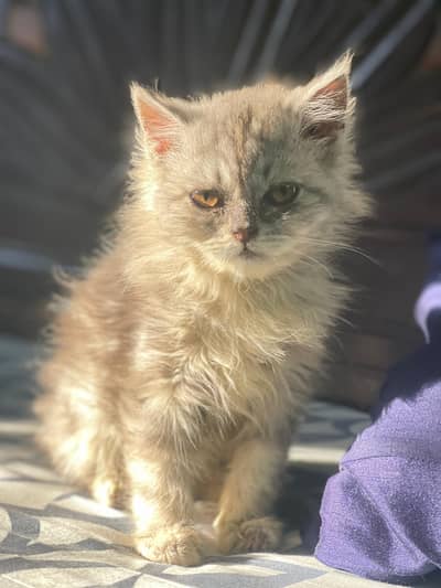 Male cat in very beautiful colour