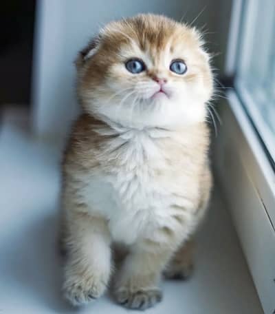 British Shorthair/Scottish fold kitten