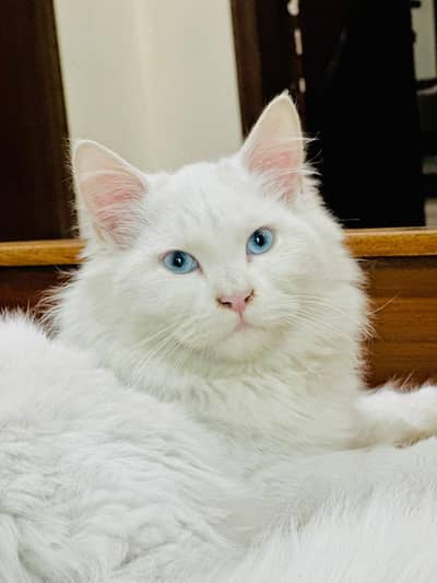 Persian cat pair 7 months