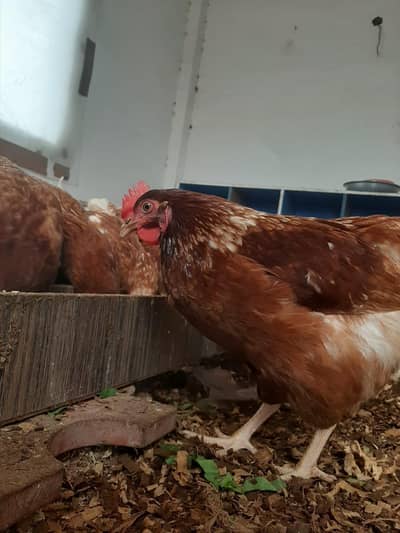 Lohman Brown Hens | 80% Production