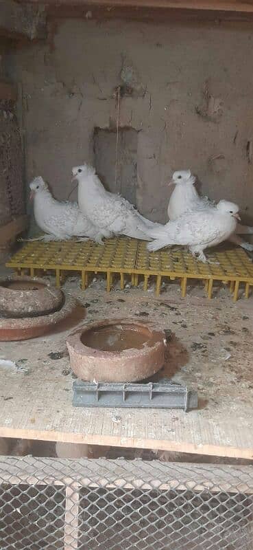 frill back home pegon