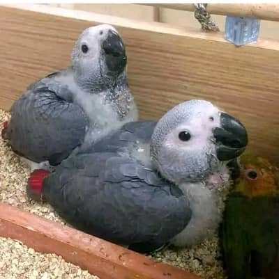 African grey parrot chicks for sale 03154760267