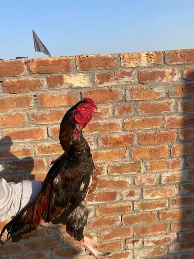 Quality Aseel bird in Multan
