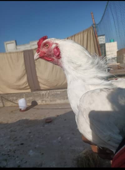 Paper white heera chicks chuzy quality