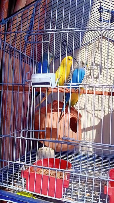 Australian parrot Male Female jhora