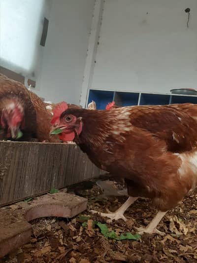 Lohman Brown | 85% Production