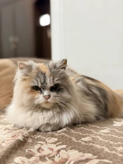 High quality triple coat cat for sale