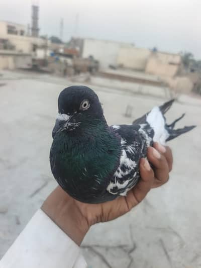 Black nag breeder male exchange poslbol