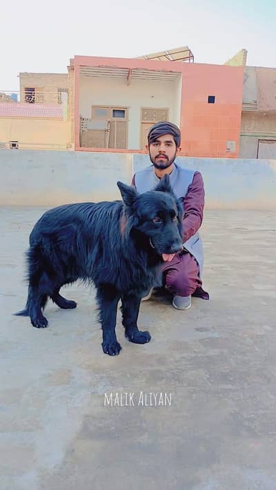 black German Shepherd male long coated