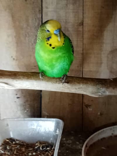 2pair 1male 1box 2house 6matki