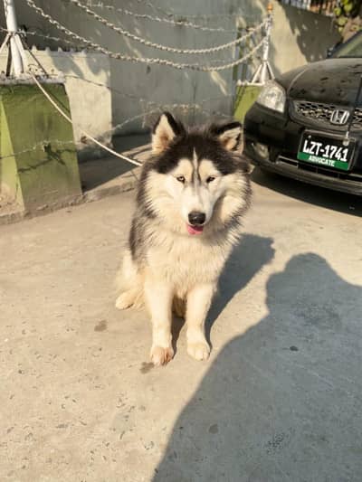 Siberian husky Male for sale