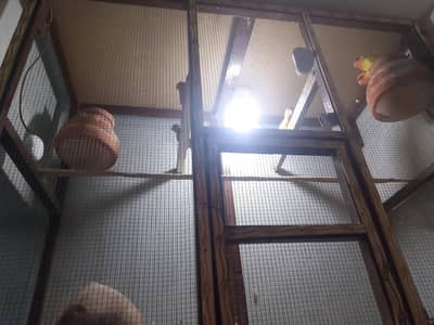 lotino lovebird pear 3 pear hy