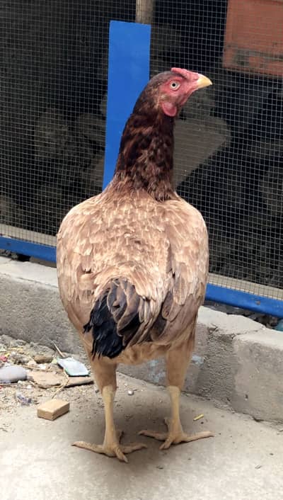 Aseel Amrohi Cross female