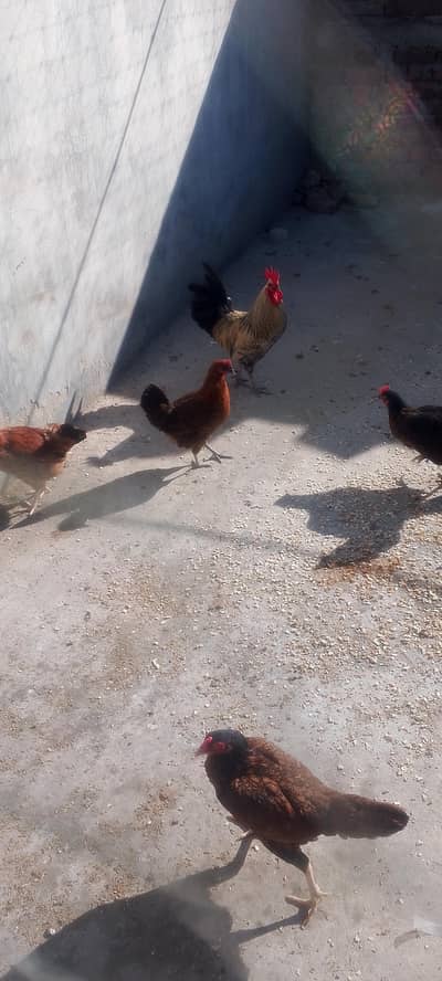 misri murgian or murga