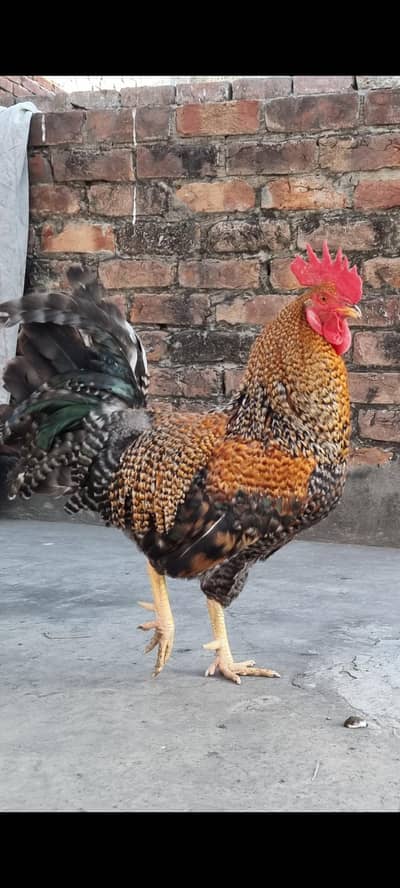 Fancy Rooster | Best price