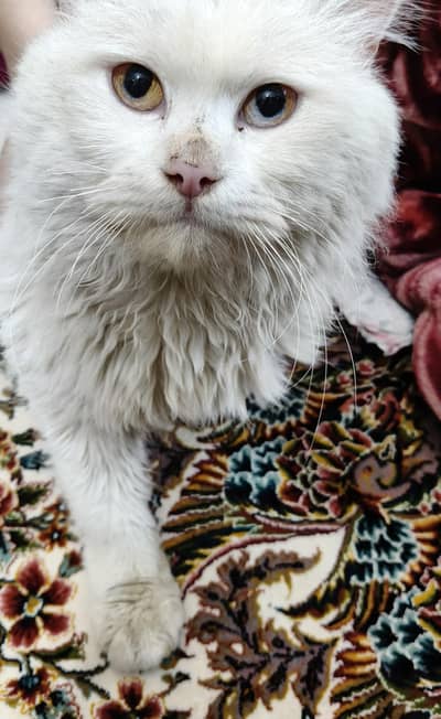 White Persian Cat