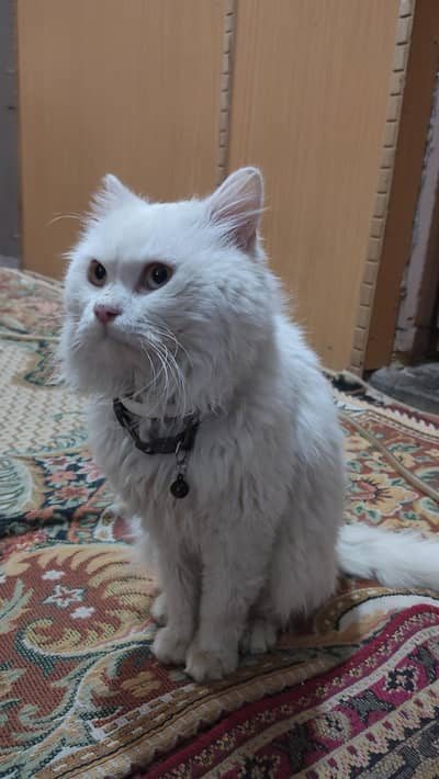 White Persian Cat