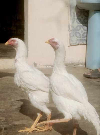 Aseel shamo/o shamu/high quality breed of shamo