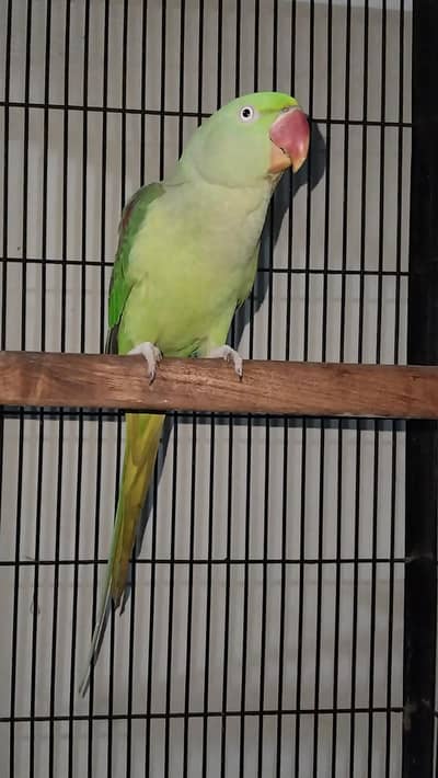 Raw talking and breeder female