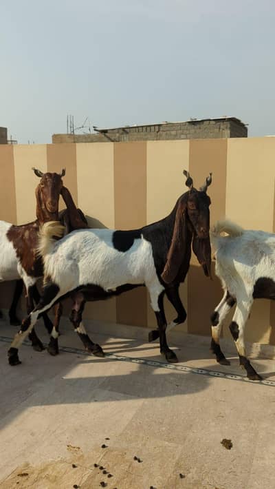 MashaAllah pateri gabban females available