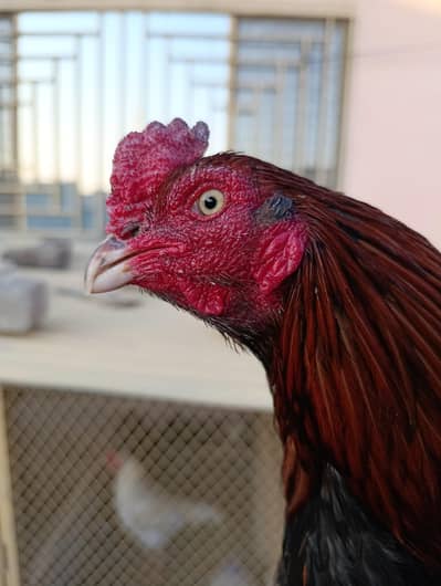 Lakha mianwali Aseel bnd jorr