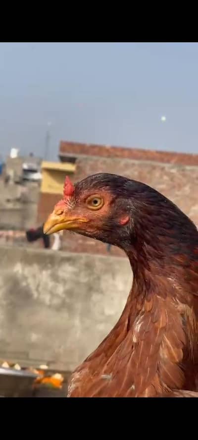 pure aseel madi for sale