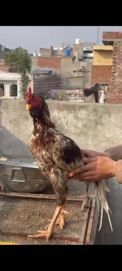 pure aseel madi for sale