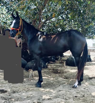 Brand ghori pure ravi breed