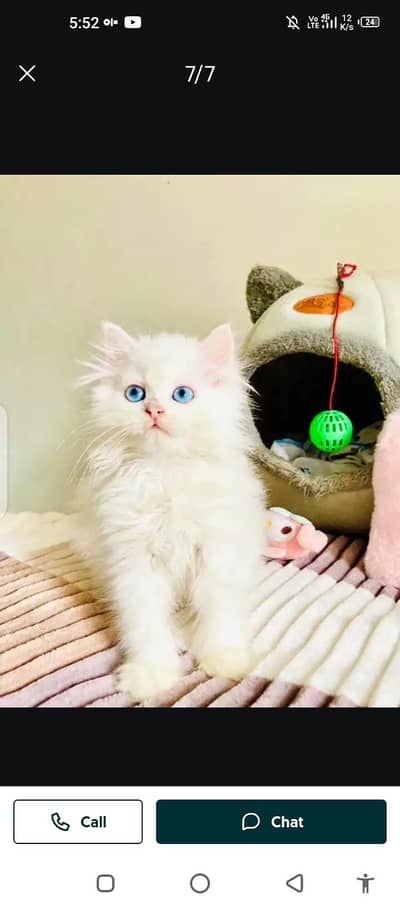 Persian cat for sale male or female my WhatsApp number 0329=75=52=620