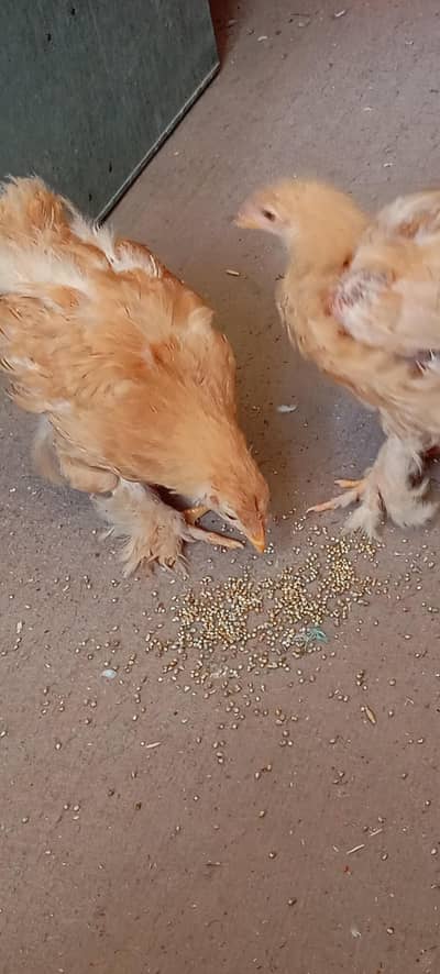 Heavy Golden buff pair for sale Adults