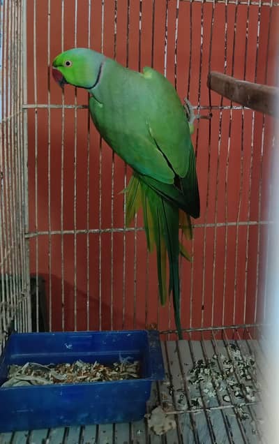 ring neck wild male but mund TALKING