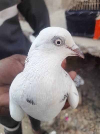 2 female low Flyer pigeon Patti waly madiyan