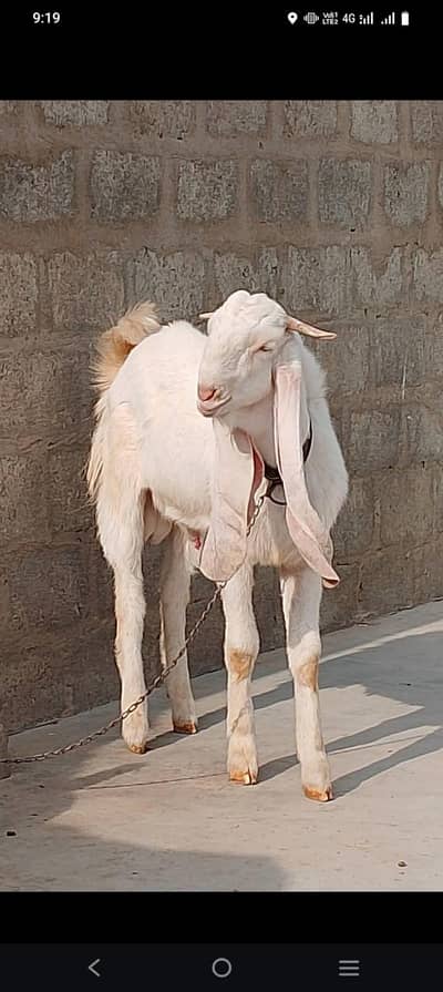 supreme Quality Gulabi male 10 months only