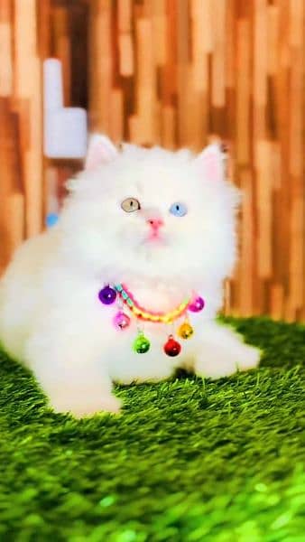 Persian cat female 0319==7676===623my WhatsApp
