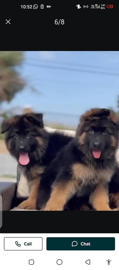German Shepherd dog for sale my WhatsApp number 03214390746