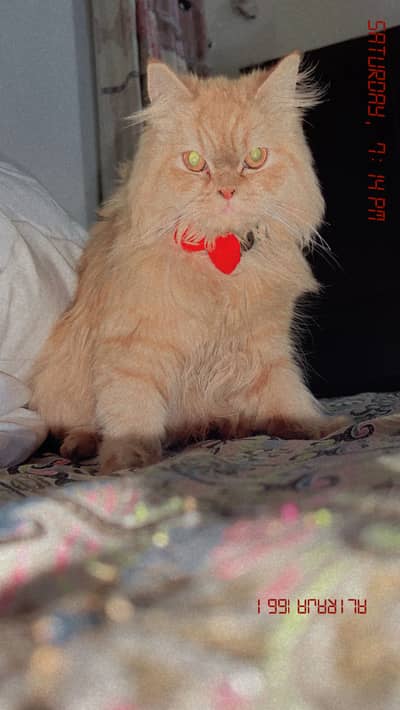 Long coat female cat full vaccination