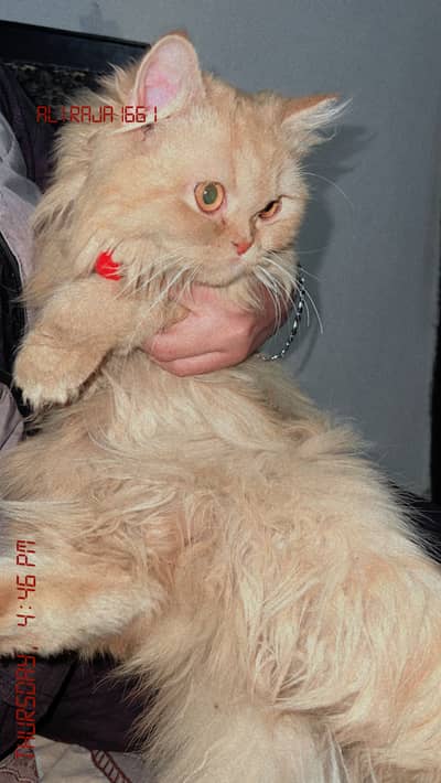 Long coat female and male long tail cat full vaccination