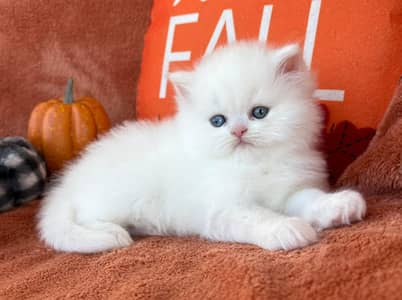 Persian cat triple quote 5 face mein later train