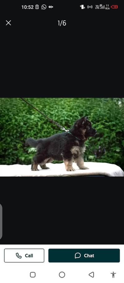 German Shepherd dog for sale my WhatsApp dump 03297552620