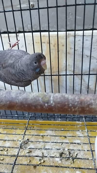 Black Face Black Wing combo