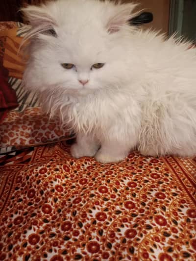 happy life and kitten