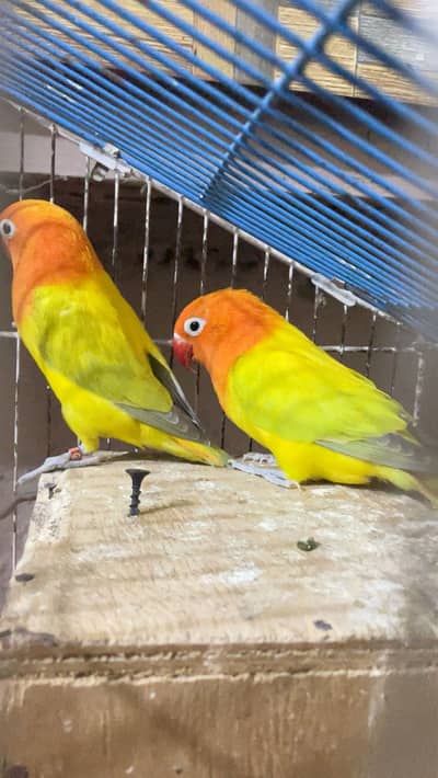 Love Bird opline