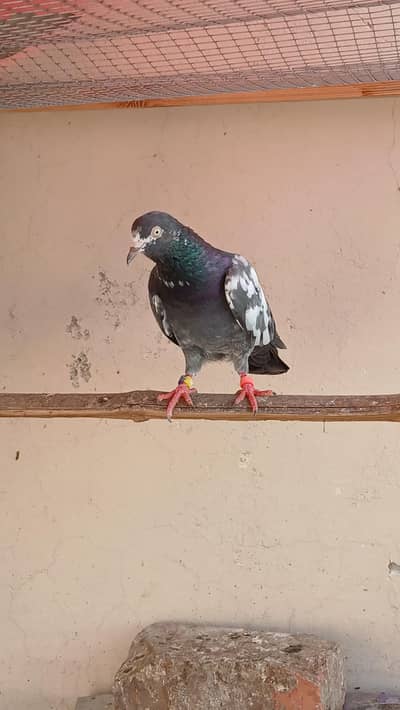 2 High quality Teddy pair