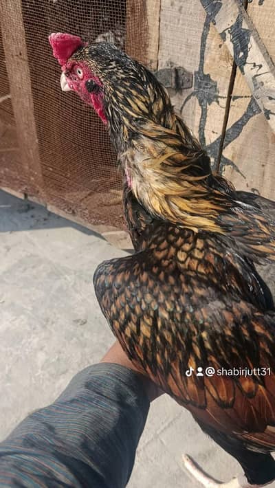 Indian full ok neli ankh