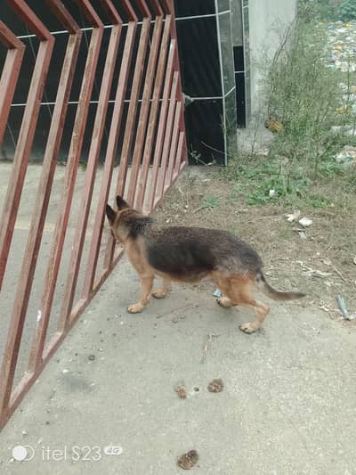 German shepherd double Cort pregnant female for sale