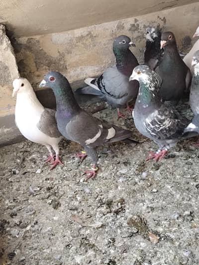 Toli Wale Kaboter For Sale