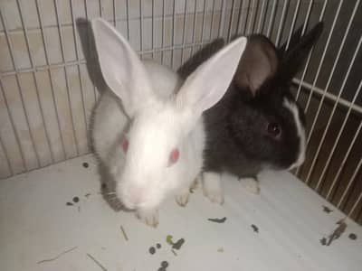 2 pic fresh healthyi arjant seel 850 jori