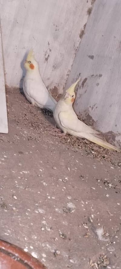 i want to sell my cocktails